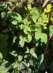 Plant name: Canadian Wild Ginger Asarum canadense 